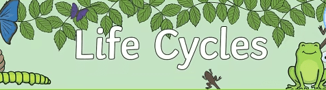 Life Cycles Image